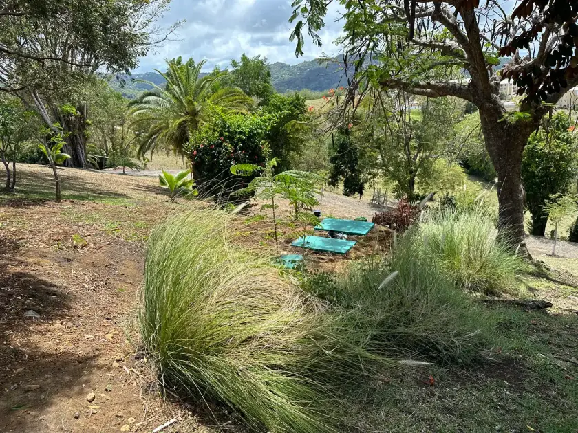 Jardin arboré en pente avec vue sur la baie, les couvercles de la cuve discrets dans l'herbe